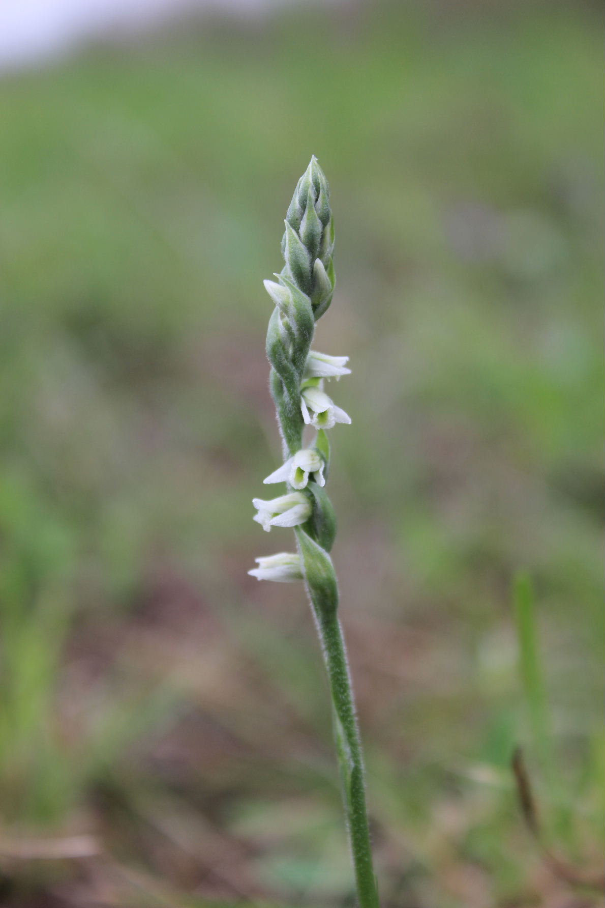 Spiranthes spiralis M.te Cornua (GE)